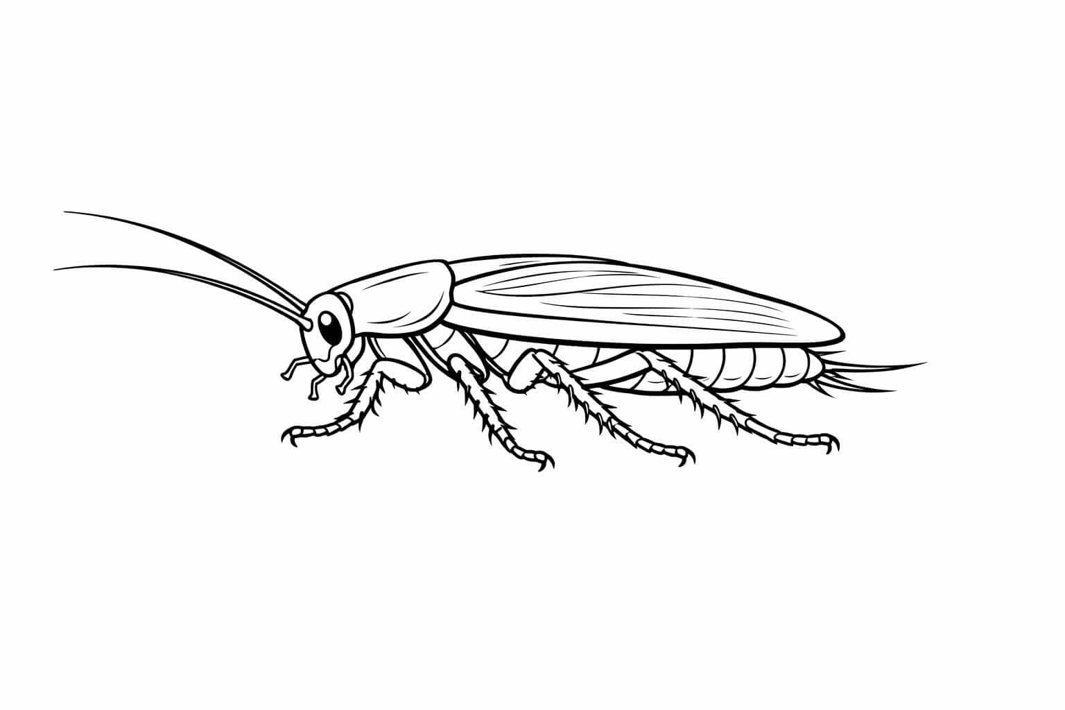 Barata realista para colorir