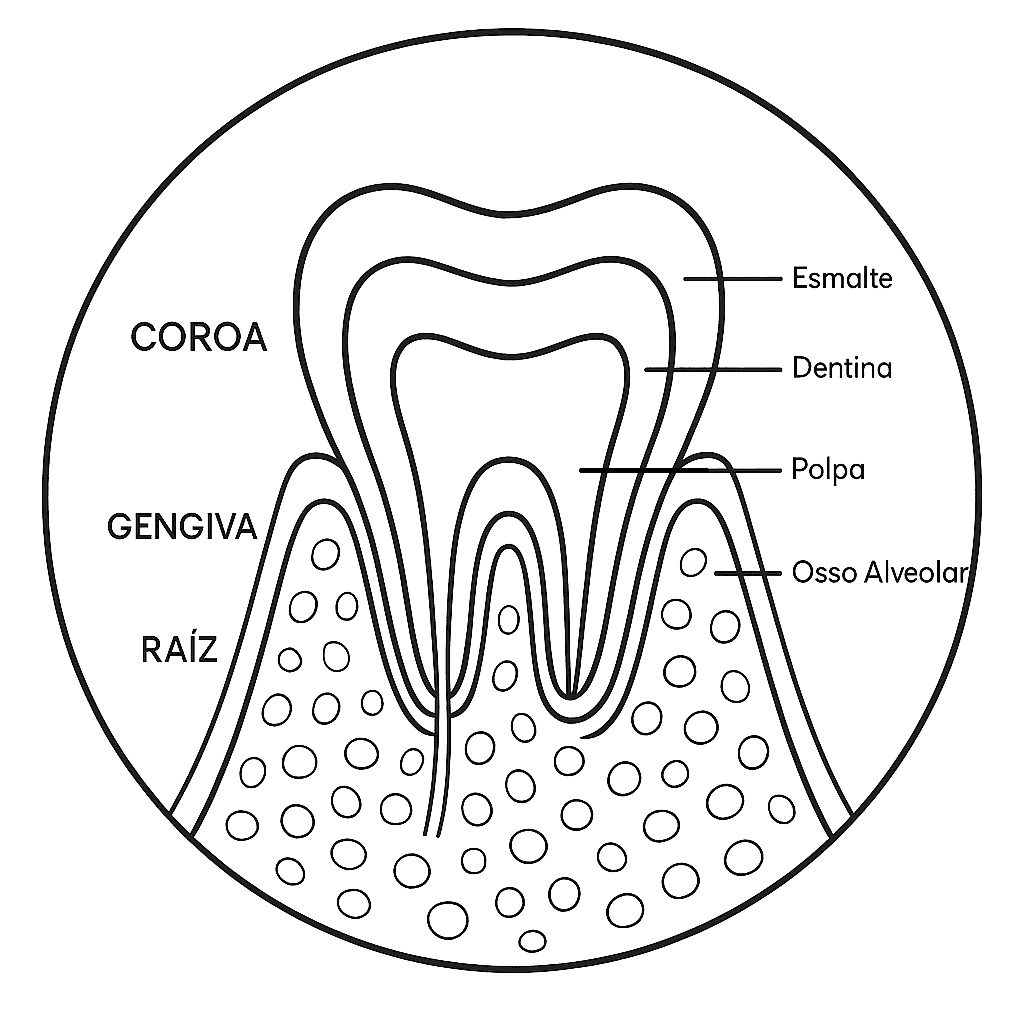 Anatomia do dente para colorir