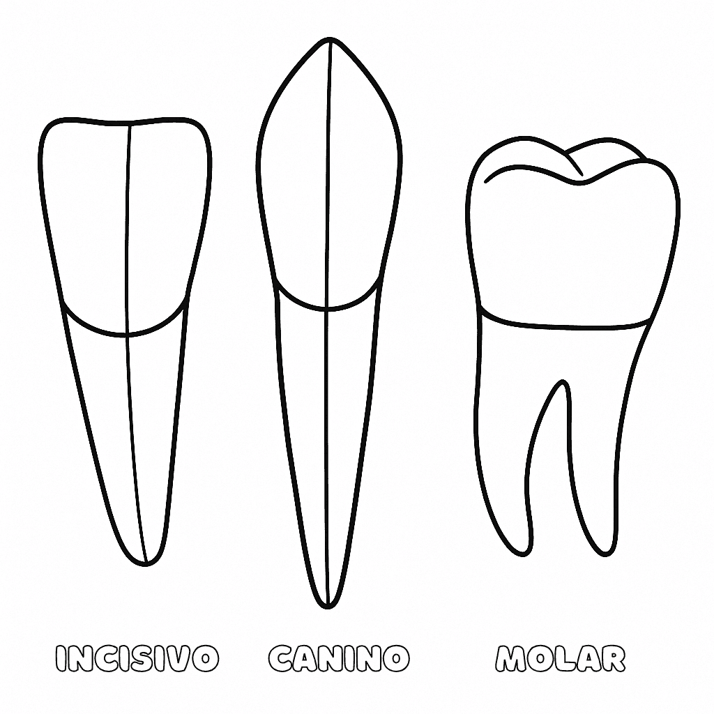 Incisivo, canino e molar para colorir