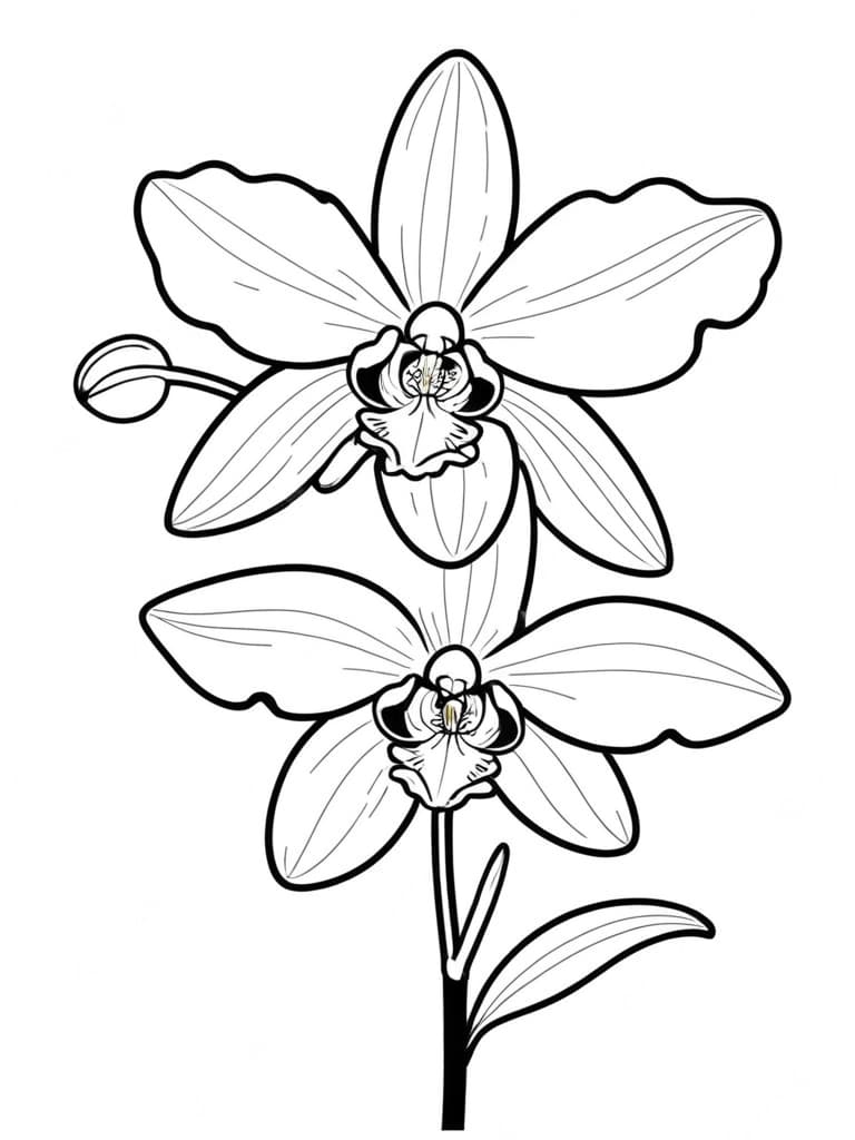Orquídea para colorir