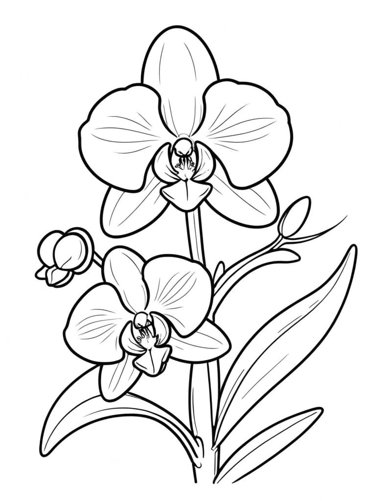 Desenho de orquídea para colorir