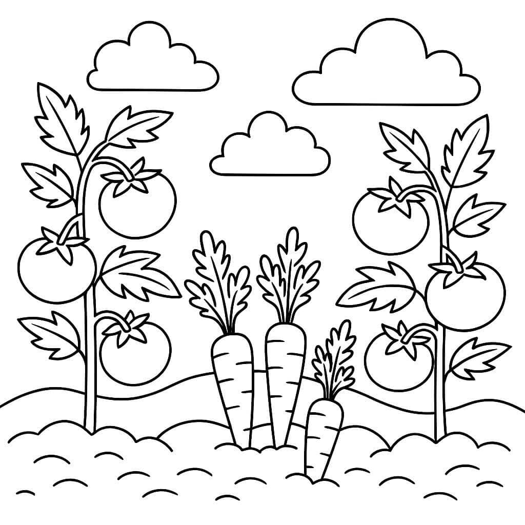Horta de tomates e cenouras para colorir