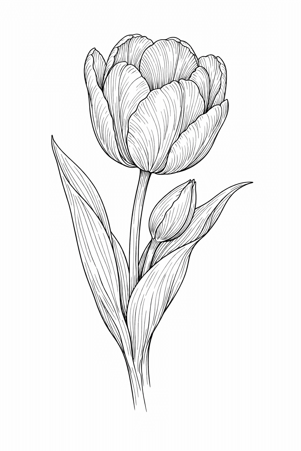 Tulipa para colorir