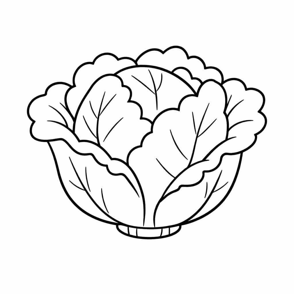 Repolho para colorir