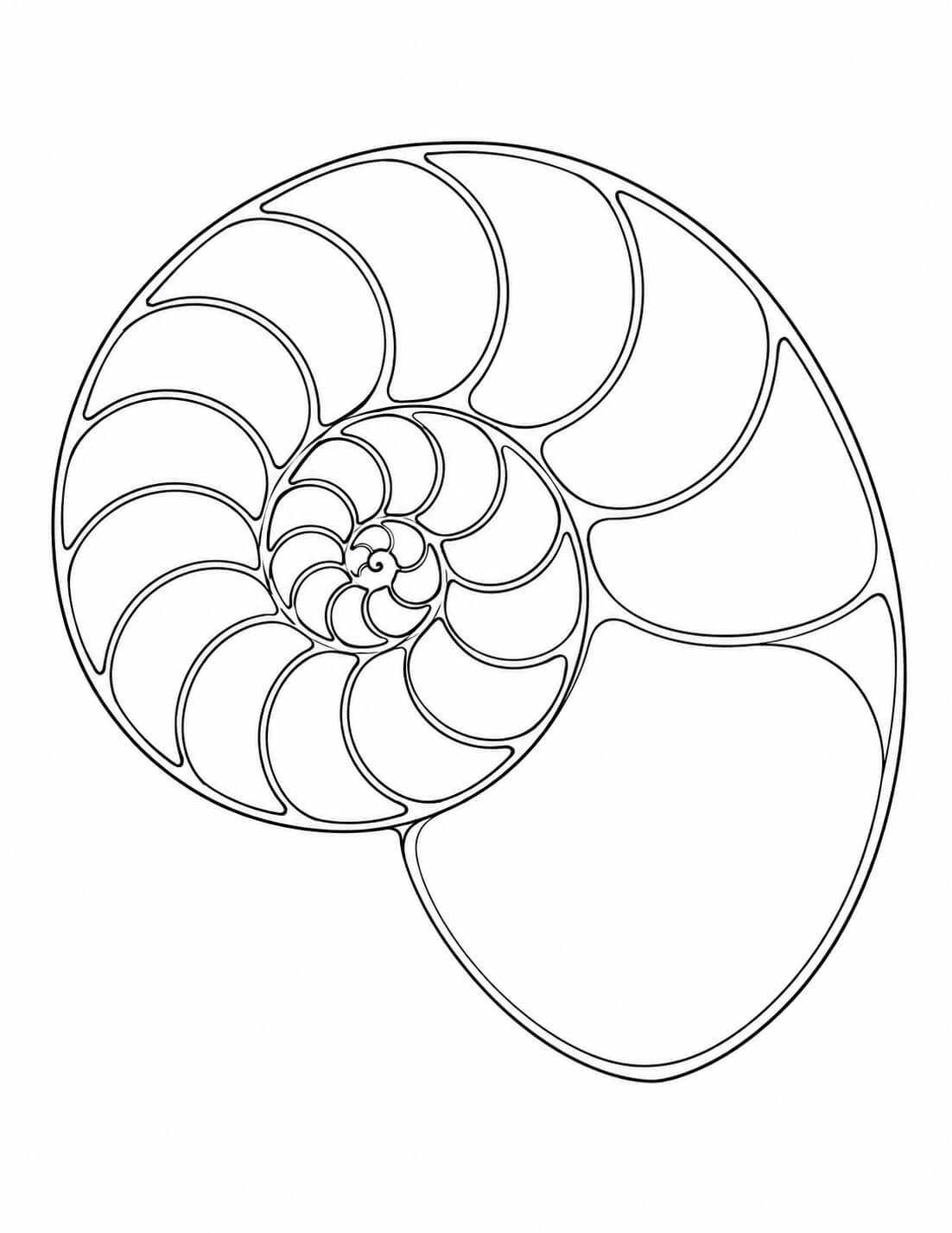 Concha de nautilo em corte para colorir para colorir