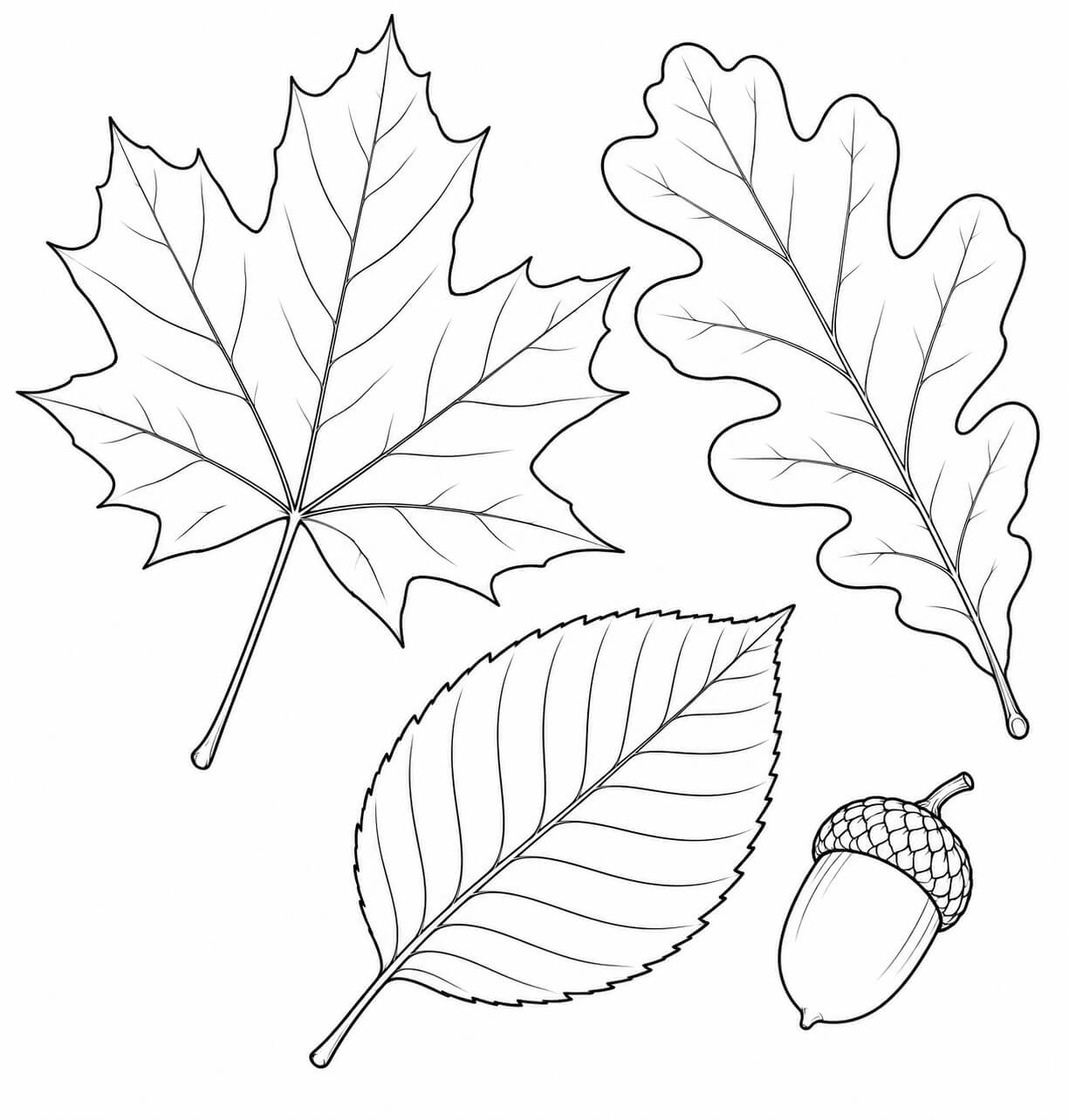 Folhas realistas de bordo carvalho e faia para colorir para colorir