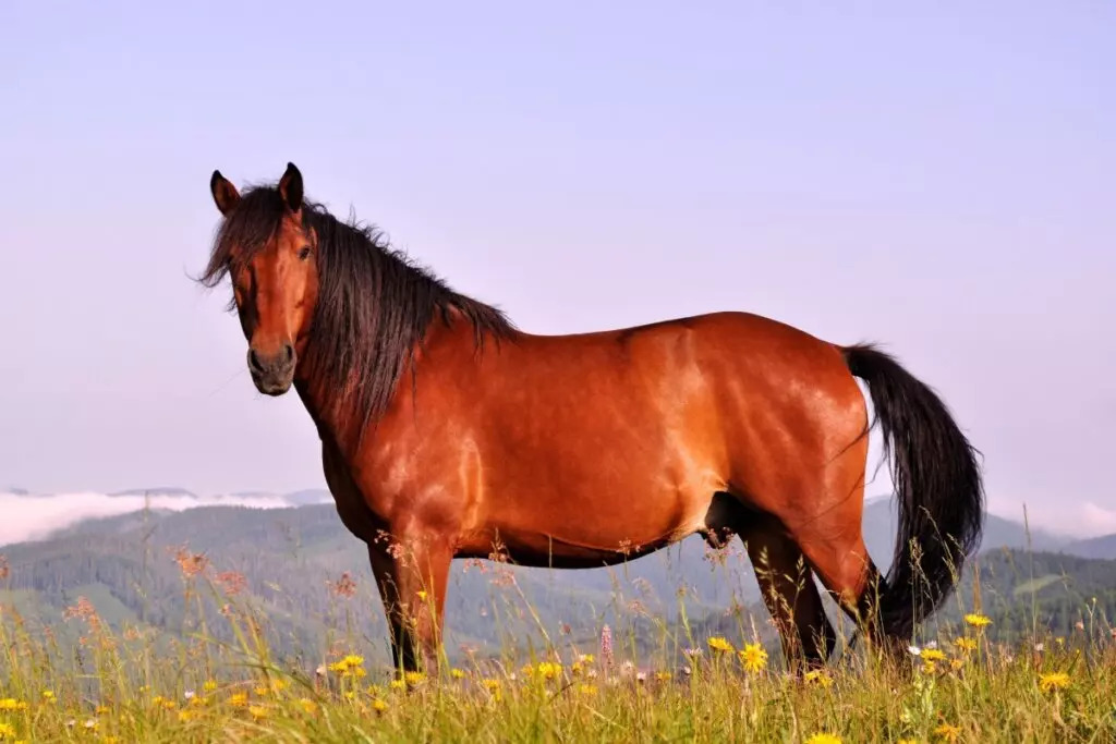 Cavalo para quebra-cabeça