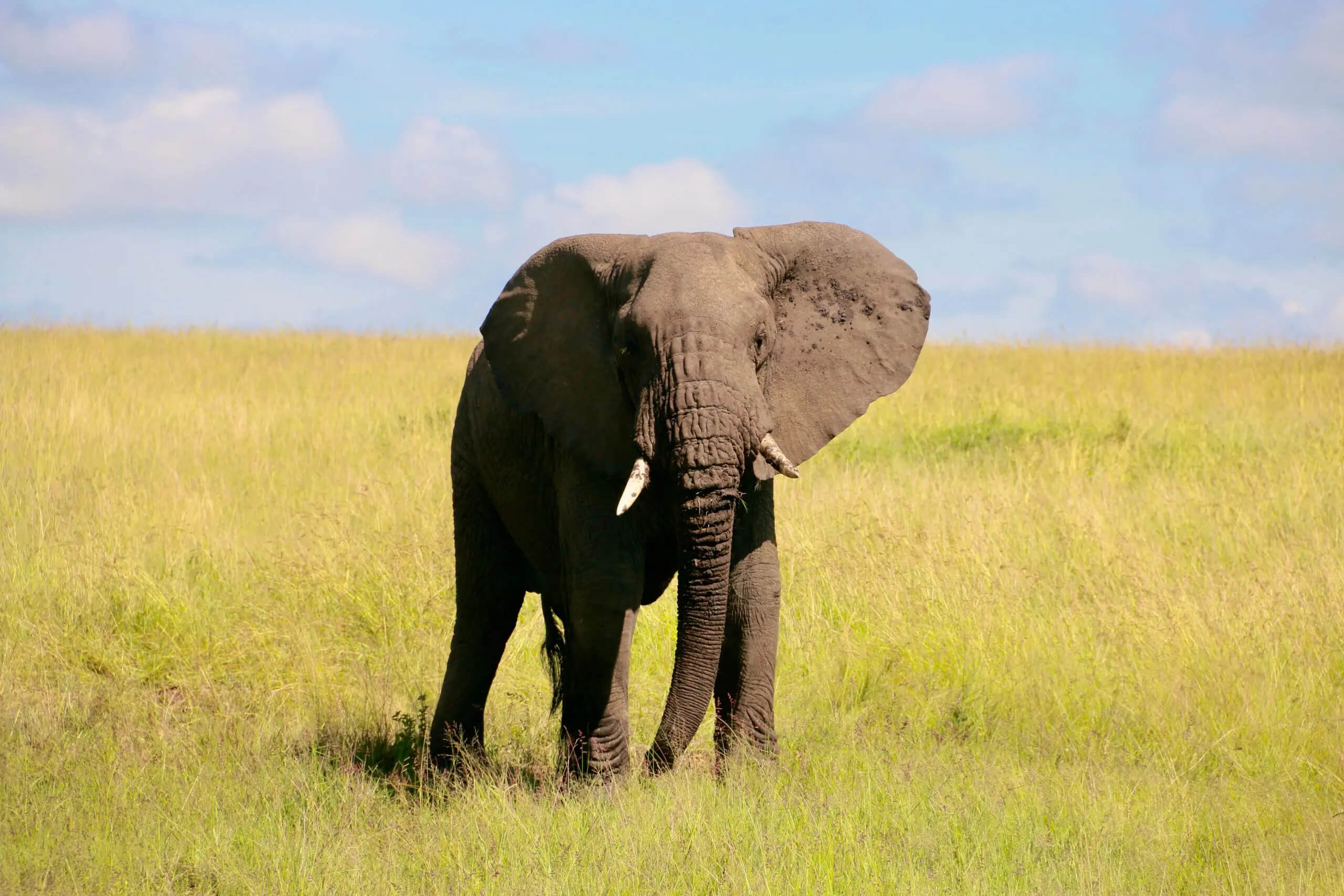 Elefante para quebra-cabeça