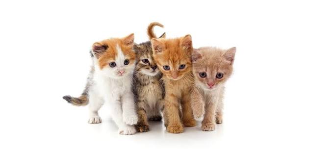 Gatinhos para quebra-cabeça
