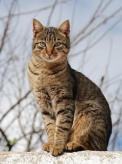 Gato para quebra-cabeça