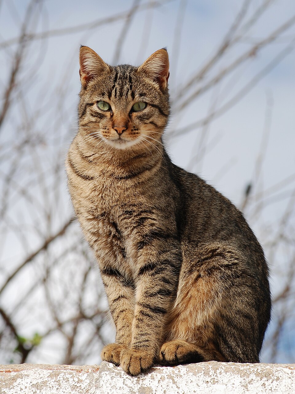 Gato para quebra-cabeça