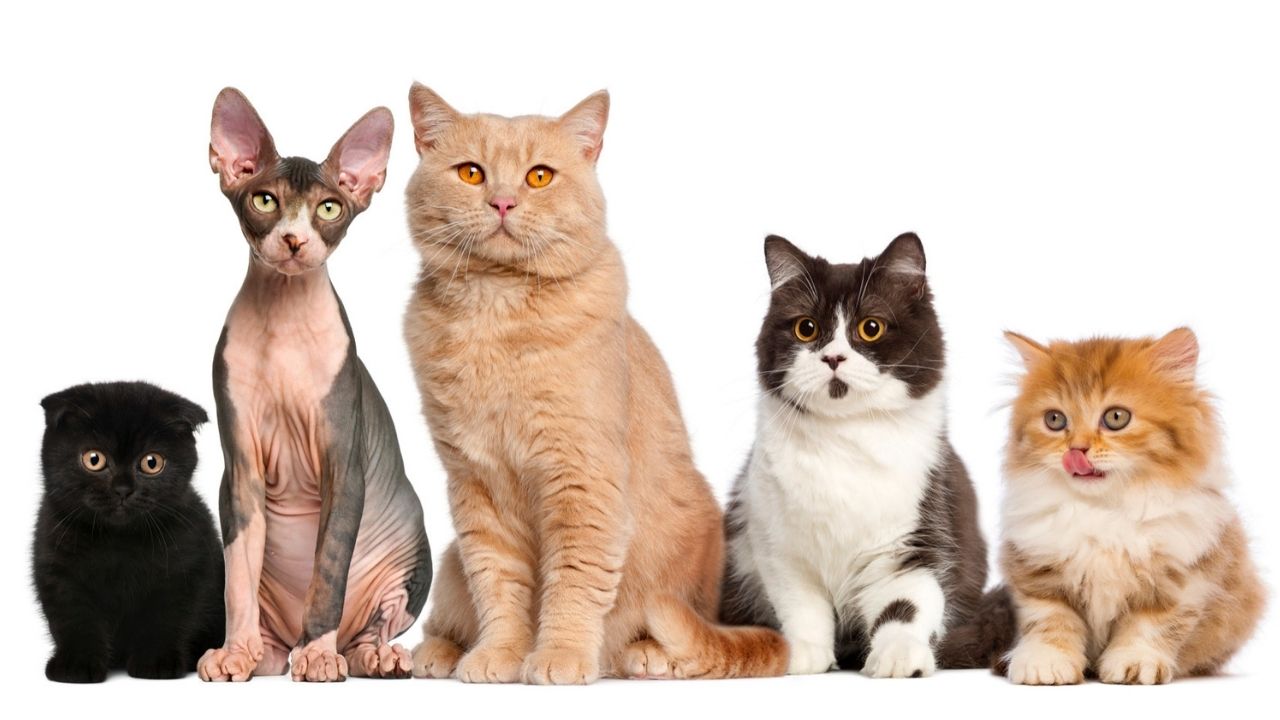 Gatos Diferentes para quebra-cabeça