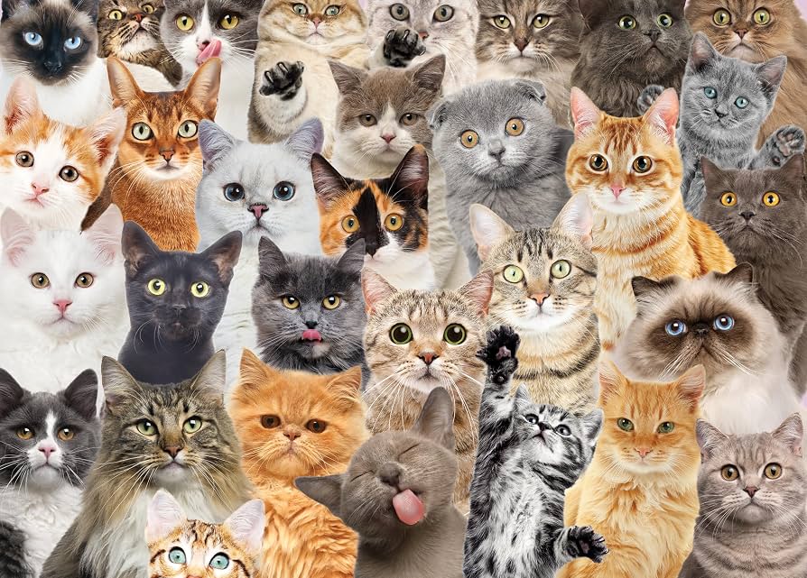 Gatos para quebra-cabeça